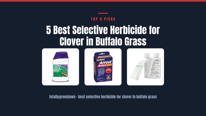 5 Best Selective Herbicide for Clover in Buffalo Grass