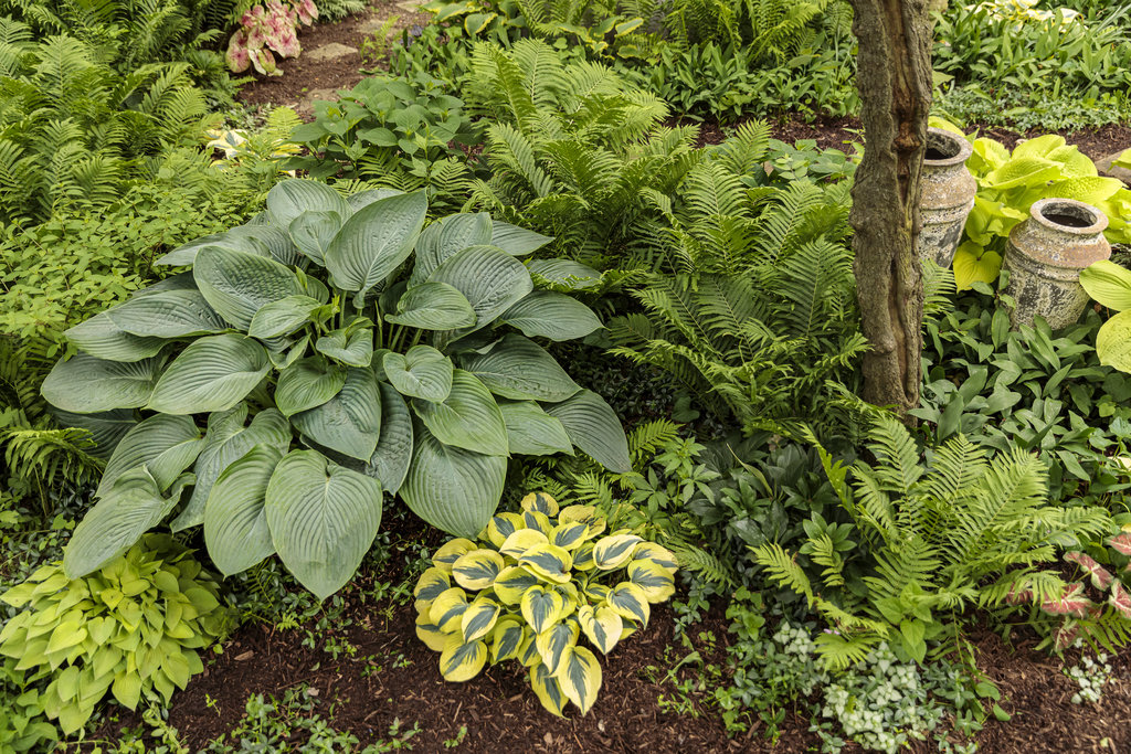 alternatives to grass under trees