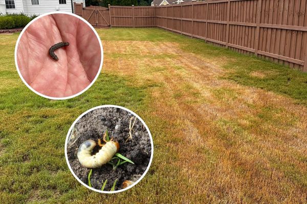 armyworm damage identification