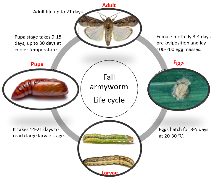 armyworm life cycle