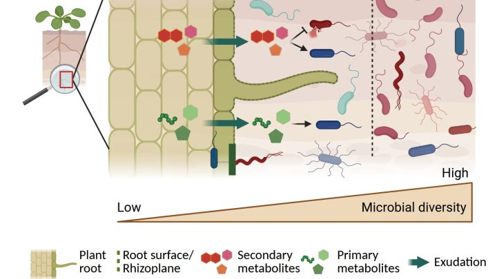 How Bacillus Subtilis Prevents Lawn Fungal Diseases