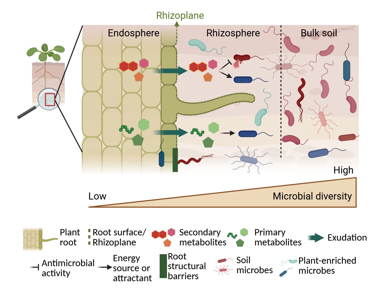 Bacillus subtilis mechanism of action