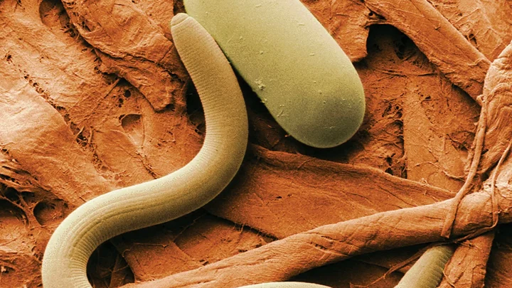 Apply Beneficial Nematodes to Your Lawn This Spring