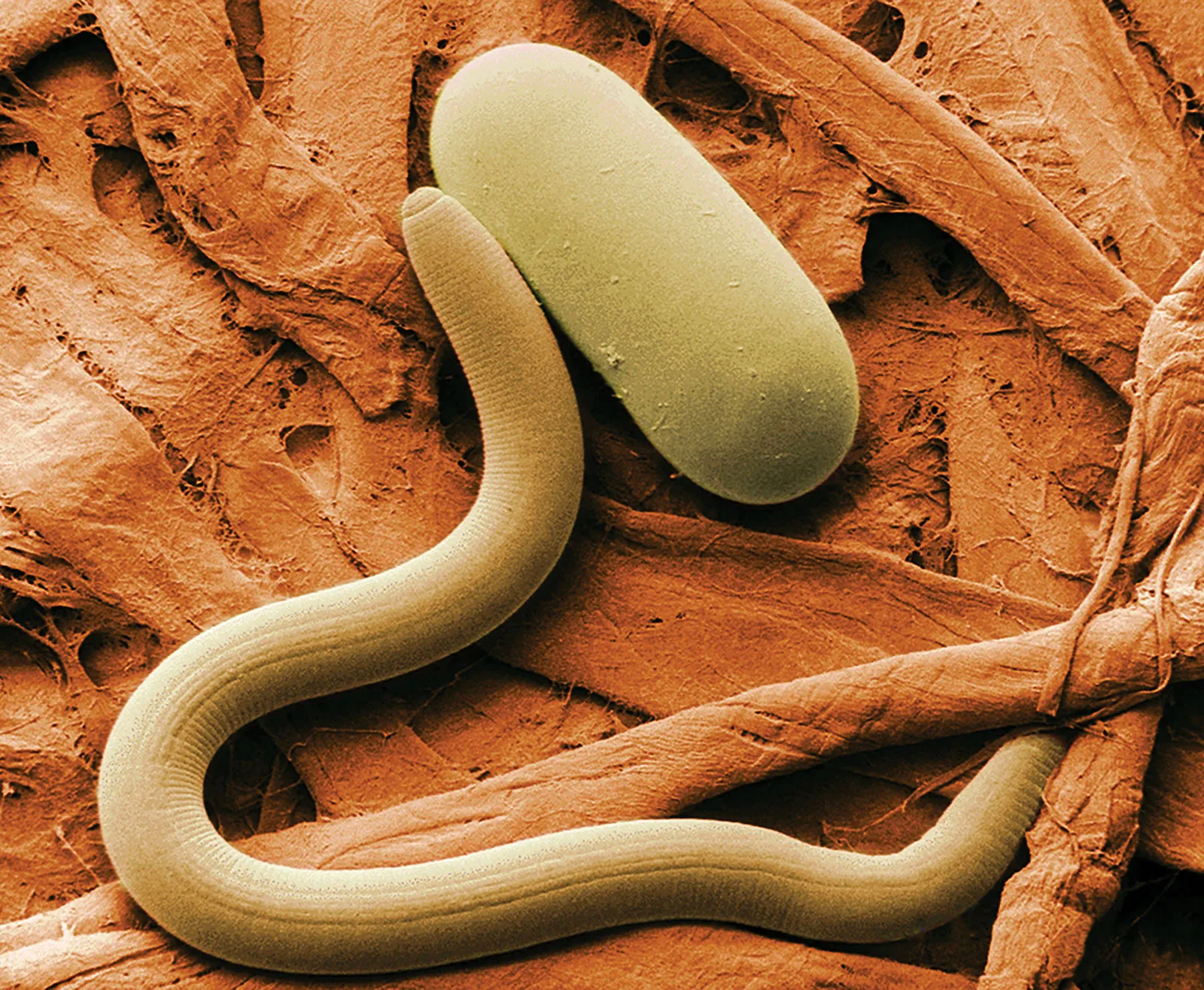 beneficial nematode species selection for grub control