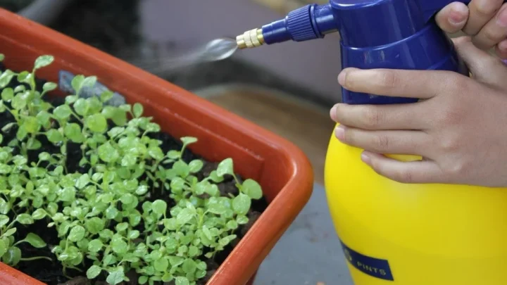 Liquid Seaweed on New Grass Seed: Benefits That Boost Growth