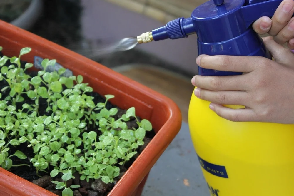 benefits of liquid seaweed on freshly sprouted grass seed