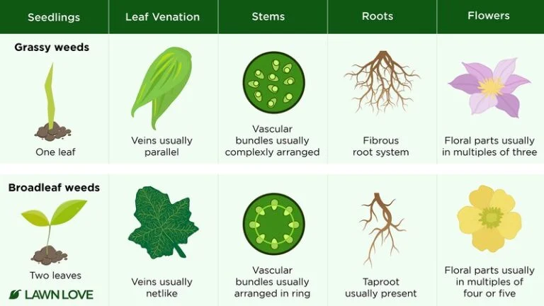 broadleaf weed identification in buffalo grass