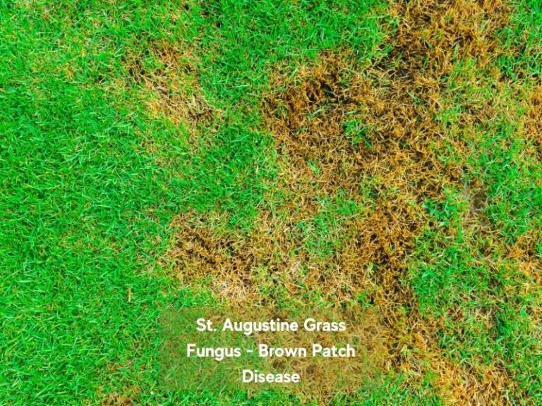 Rhizoctonia solani brown patch fungus lesion showing classic dark smoky margin spreading across humid tall fescue turf