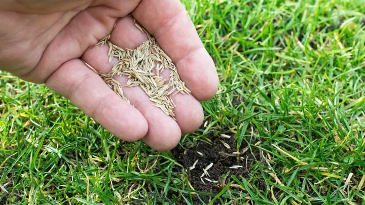 Overseeding Warm Season Grass in Spring: What to Know