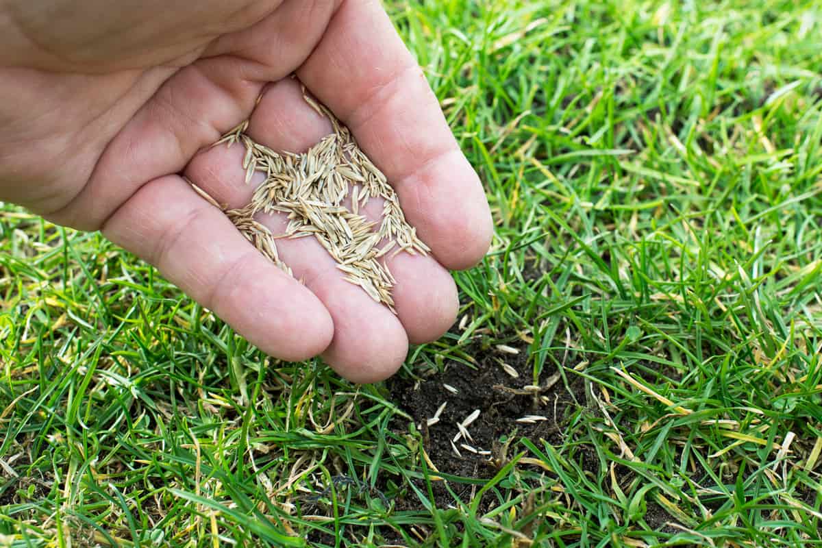 can you overseed warm season grass in spring