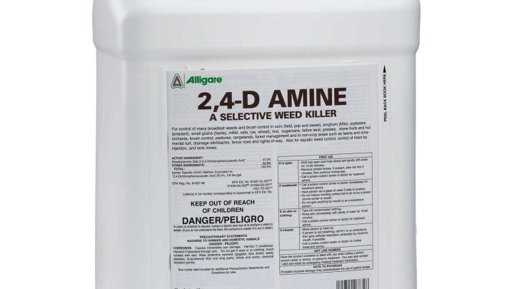 Spraying 2,4-D on Dormant Bermuda: Is It Safe?