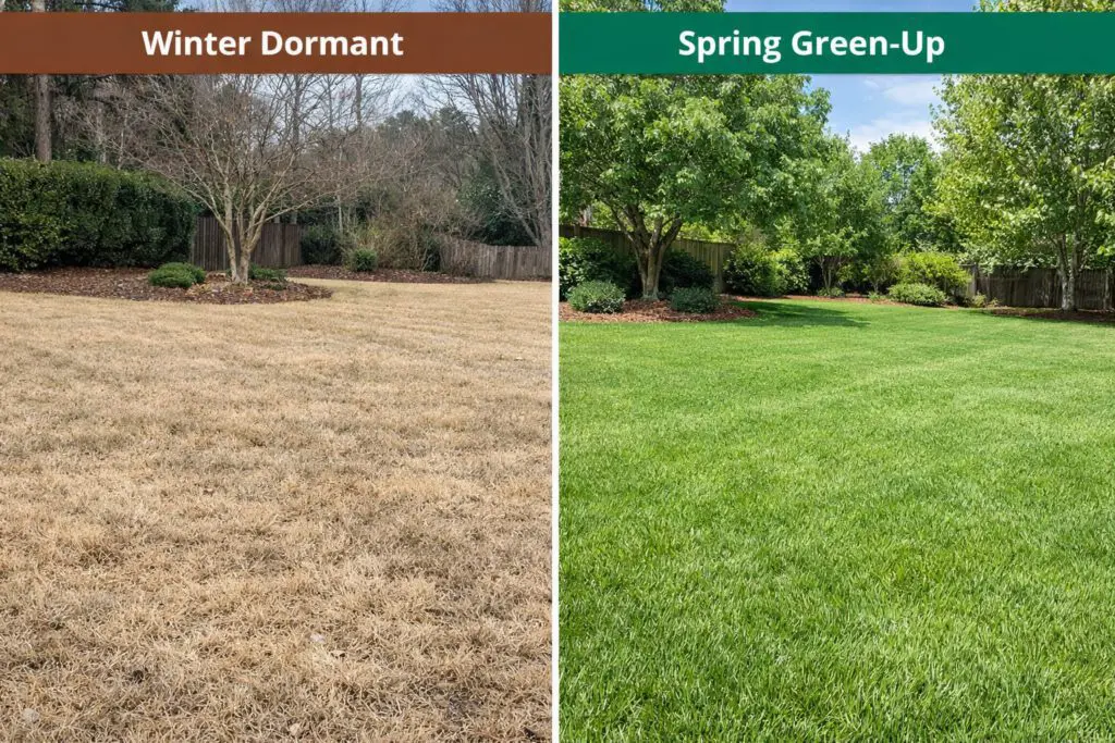 can you spray 2,4-d on dormant bermuda grass safely