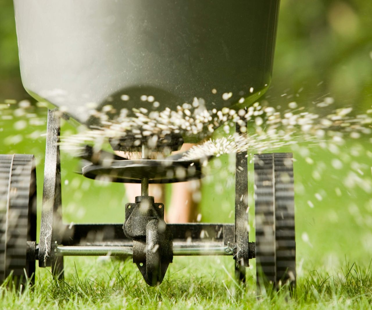 can you walk on grass after applying weed and feed