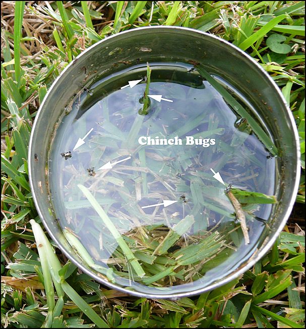Severe southern chinch bug feeding injury showing yellowing, withered, and straw-colored dead lawn turf patches in full sun