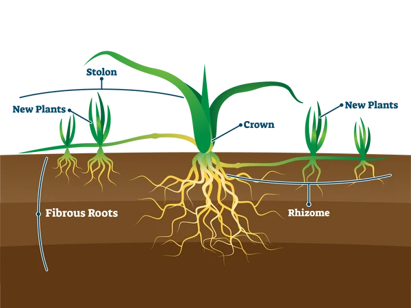 cool-season turfgrass growth habit diagram