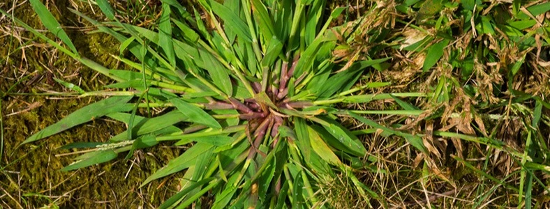 crabgrass germination soil temperature