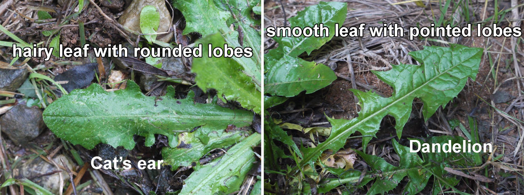 dandelion lookalike weed identification