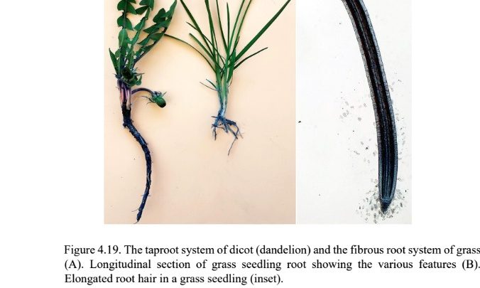 How Iron Weed Killer Kills Dandelions Fast