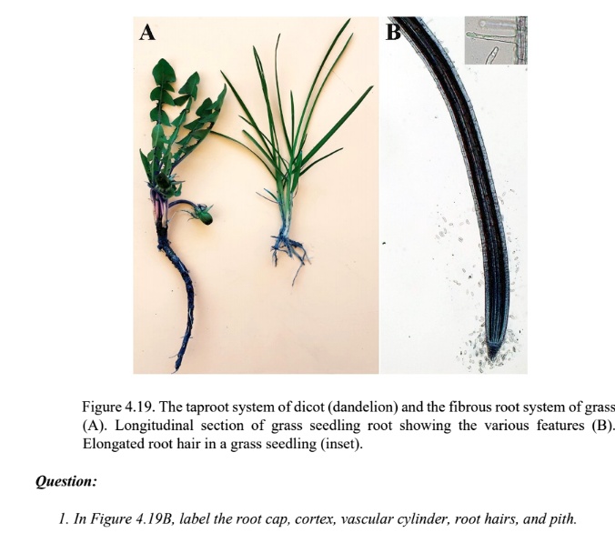 dandelion taproot regrowth after contact herbicide
