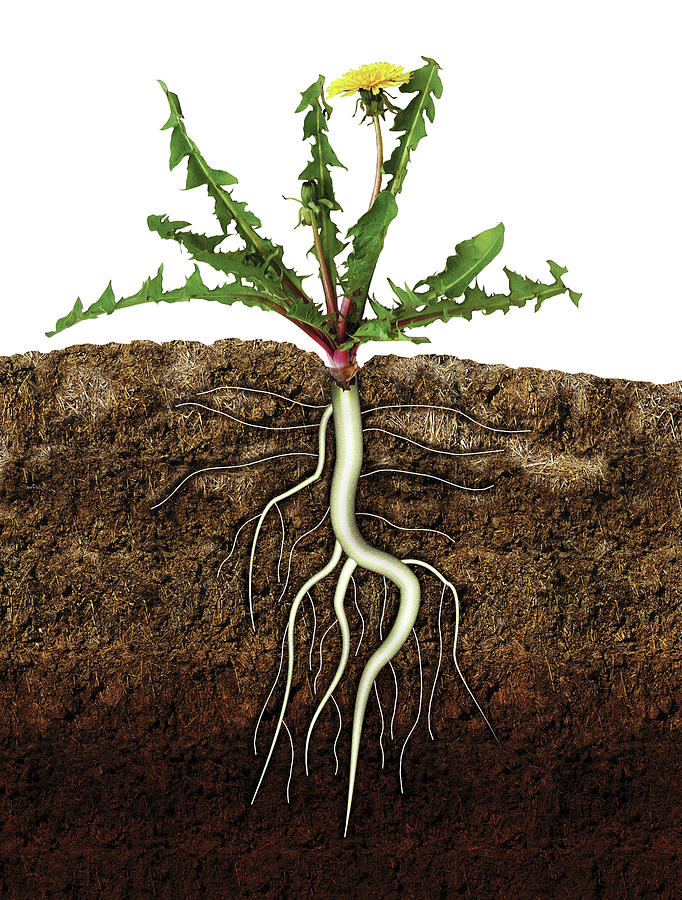 dandelion taproot regrowth after herbicide