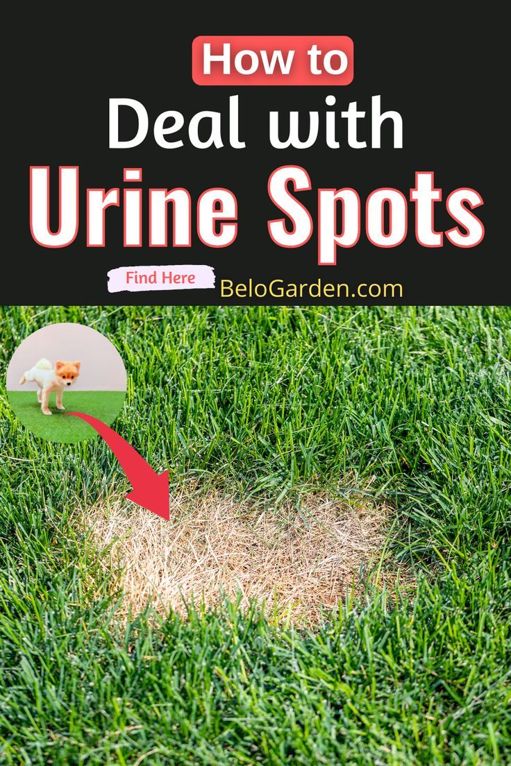 Diagnose the Damage First: Is It Really Nitrogen Burn?