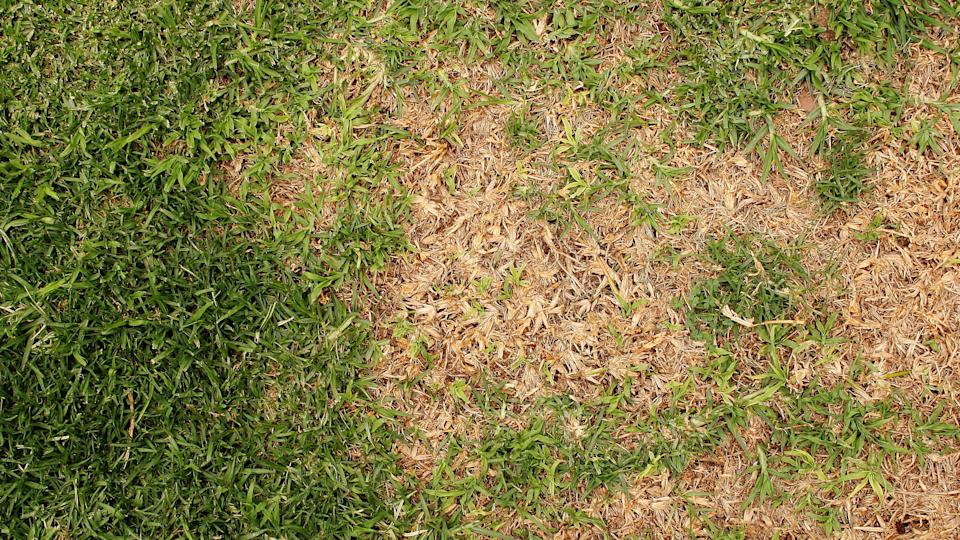 dormant bermuda grass identification