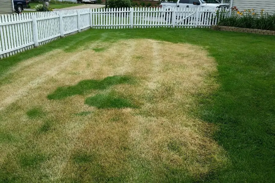 fertilizer burn vs heat stress on grass