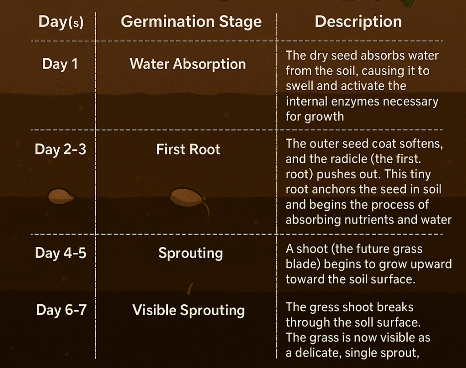 how long does grass seed take to germinate