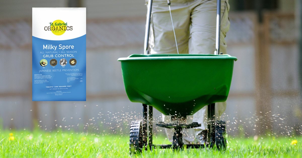 how long does milky spore take to establish in soil