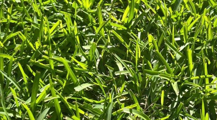 How Often to Fertilize Centipede Grass for a Lush Lawn