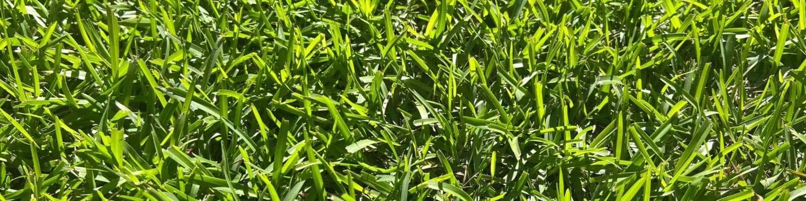 how often should you fertilize centipede grass per year
