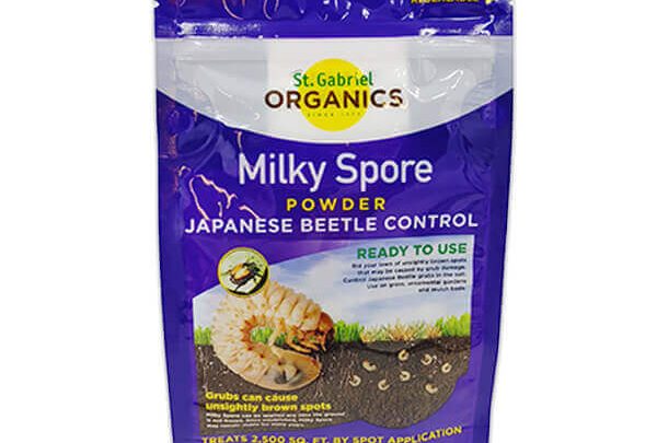 Apply Milky Spore Powder to Stop Japanese Beetles for Years