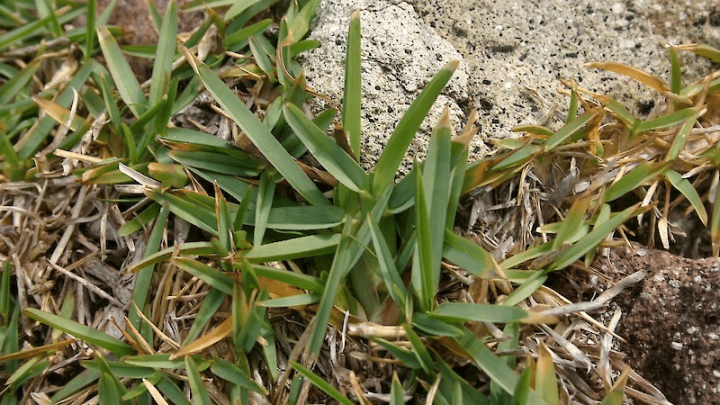 Control Weeds in Buffalo Grass Without Damaging It