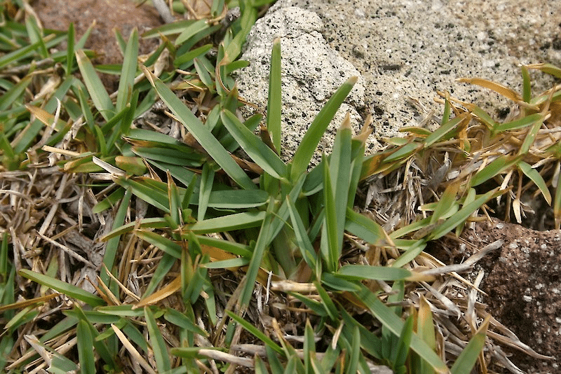 how to control weeds in native buffalo grass without injury