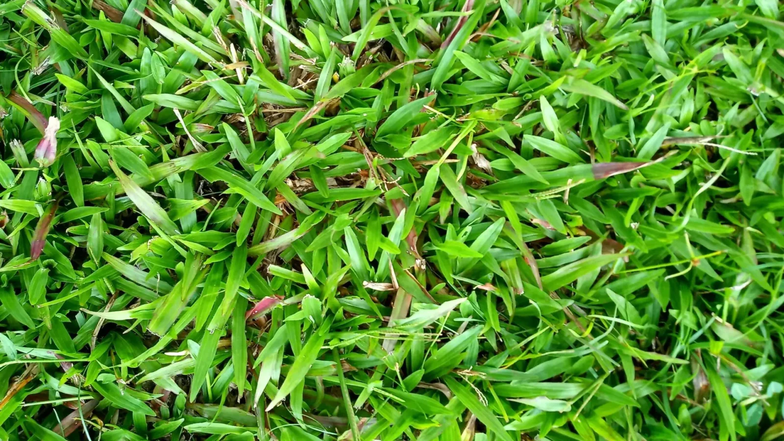 how to control weeds in native buffalo grass without injury