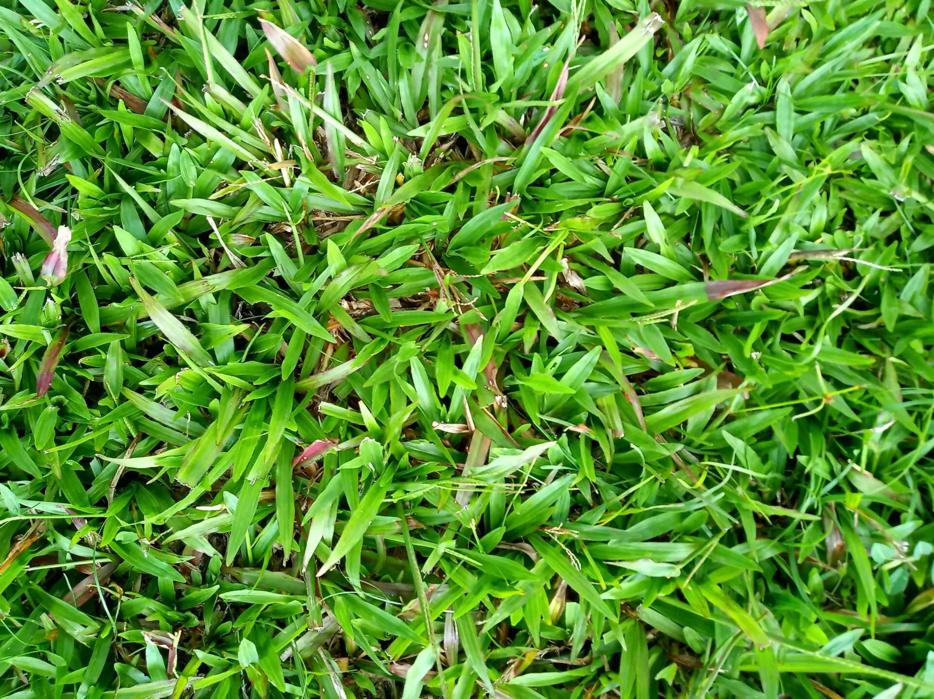 how to control weeds in native buffalo grass without injury