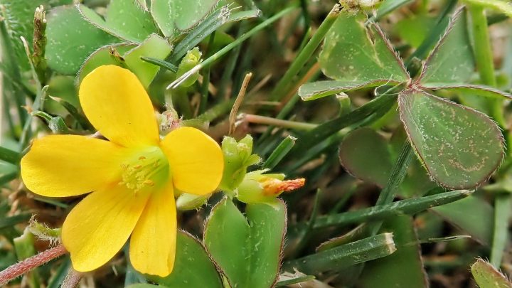 How to Get Rid of Creeping Yellow Woodsorrel in Your Lawn