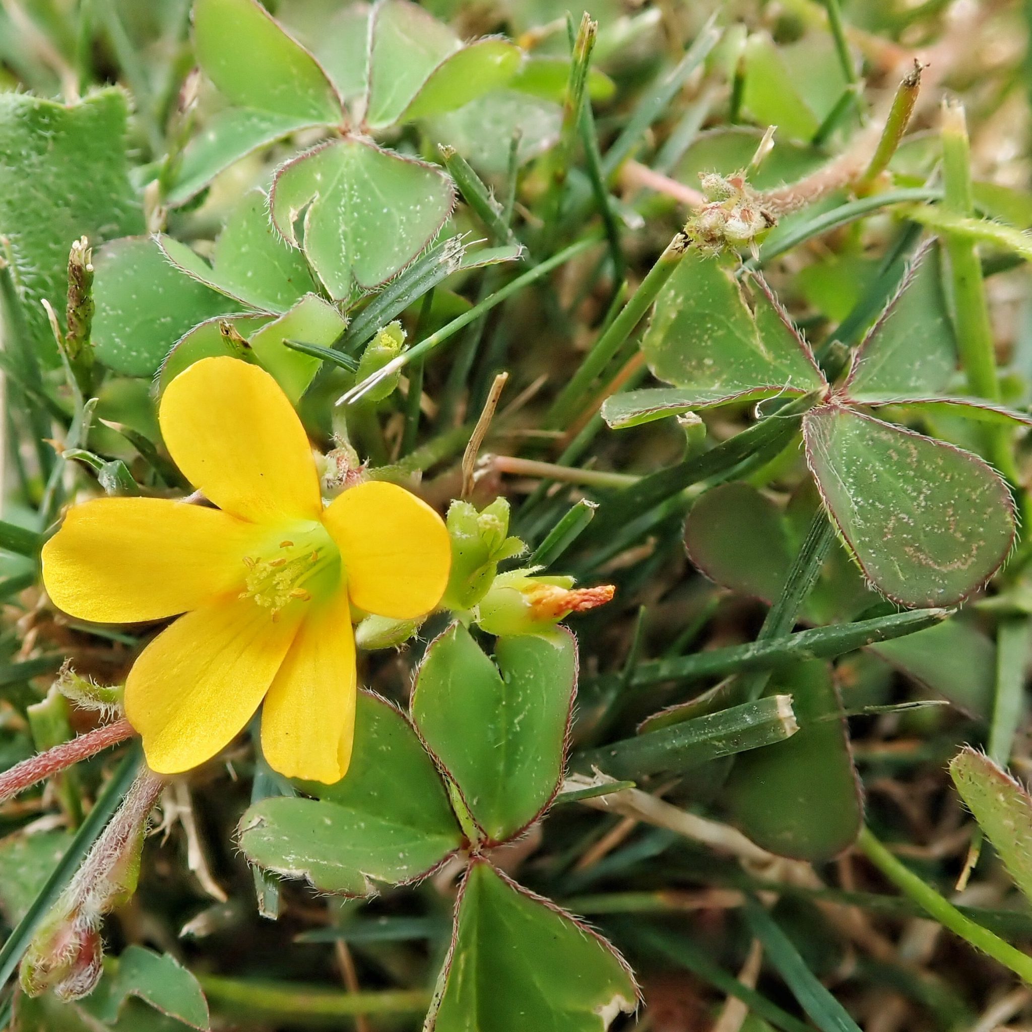 how to eradicate creeping yellow woodsorrel from lawn