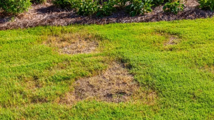 Fix Bare Lawn Spots Fast: 7 Quick Repair Tips