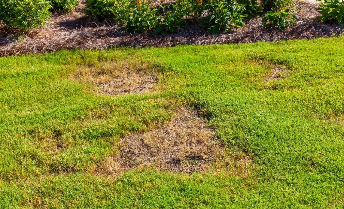 how to fix bare spots in lawn quickly