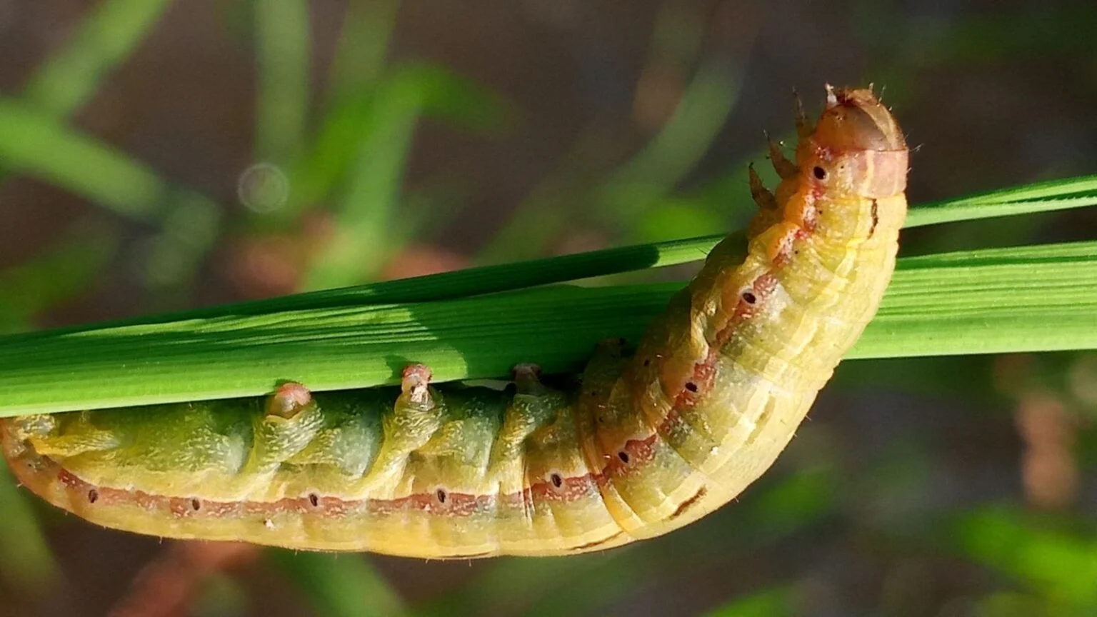 how to get rid of armyworms in lawn