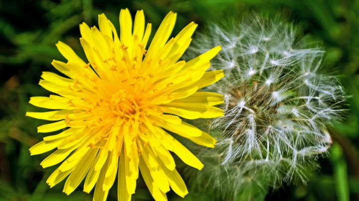 Kill Dandelions Without Harming Your Lawn: Proven Tips