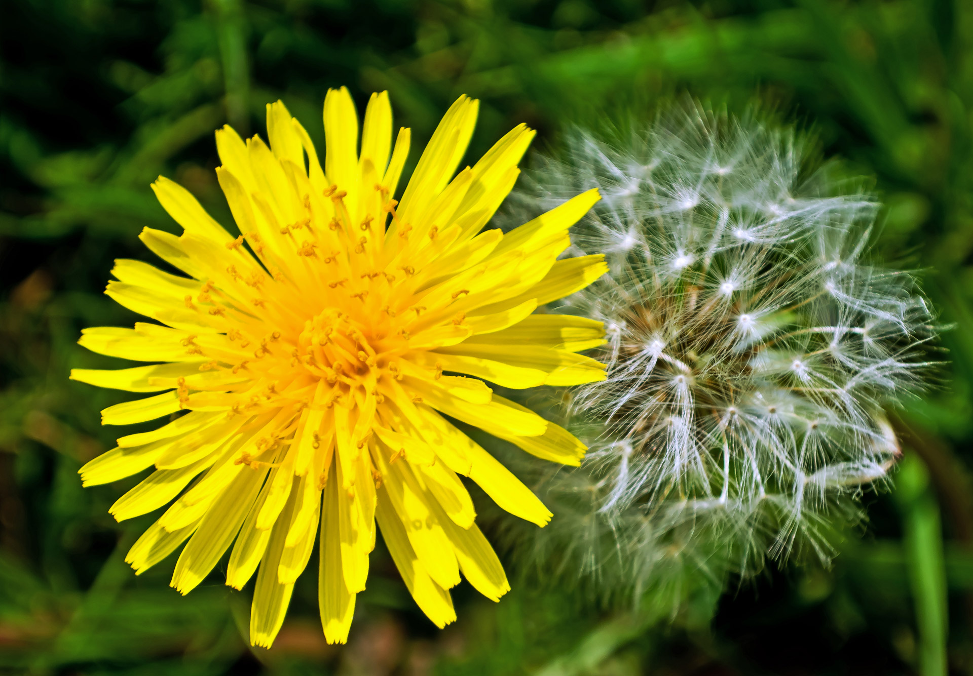 how to get rid of dandelions without killing grass
