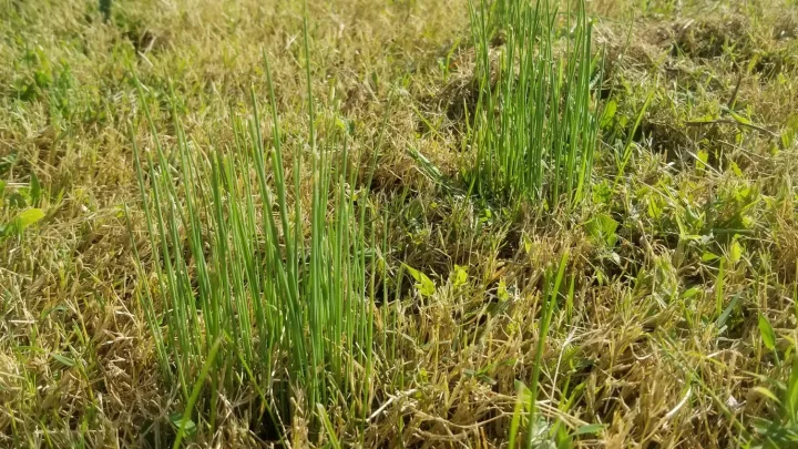 How to Get Rid of Wild Onions in Your Lawn for Good