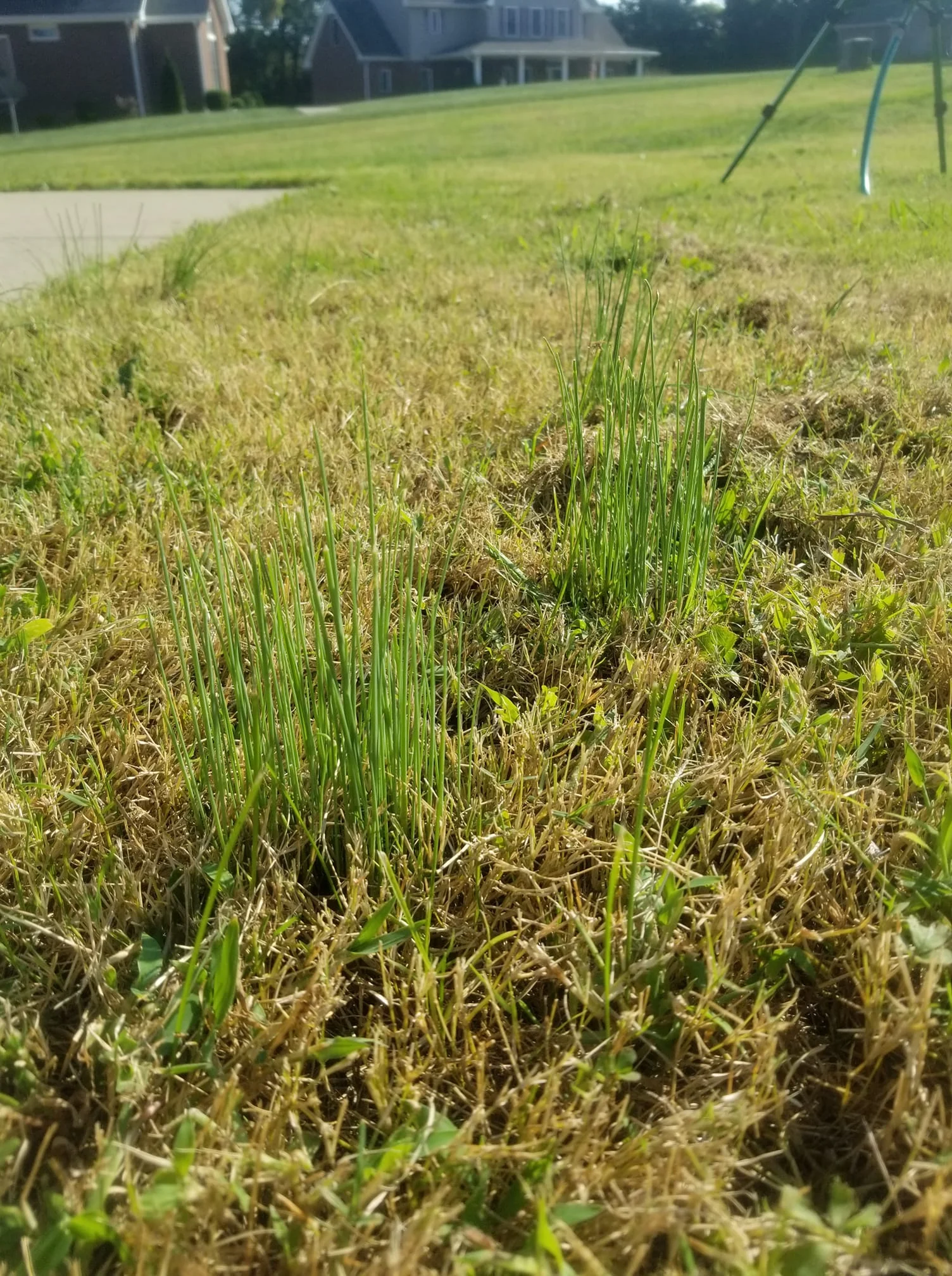 how to get rid of wild onions in lawn