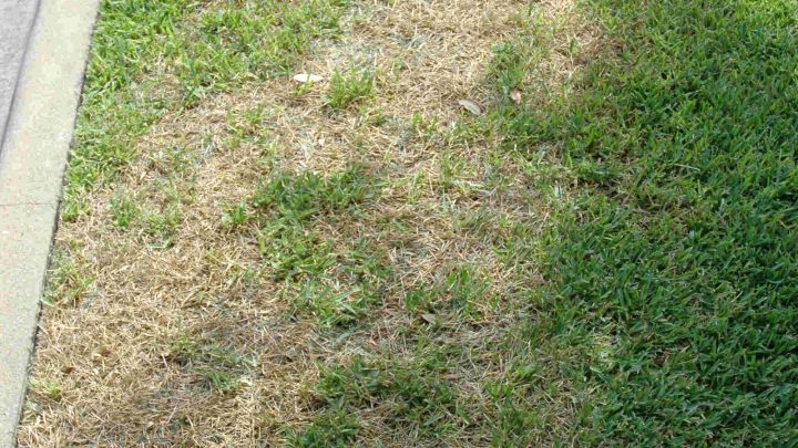 Brown Patch vs Chinch Bugs: How to Tell the Difference