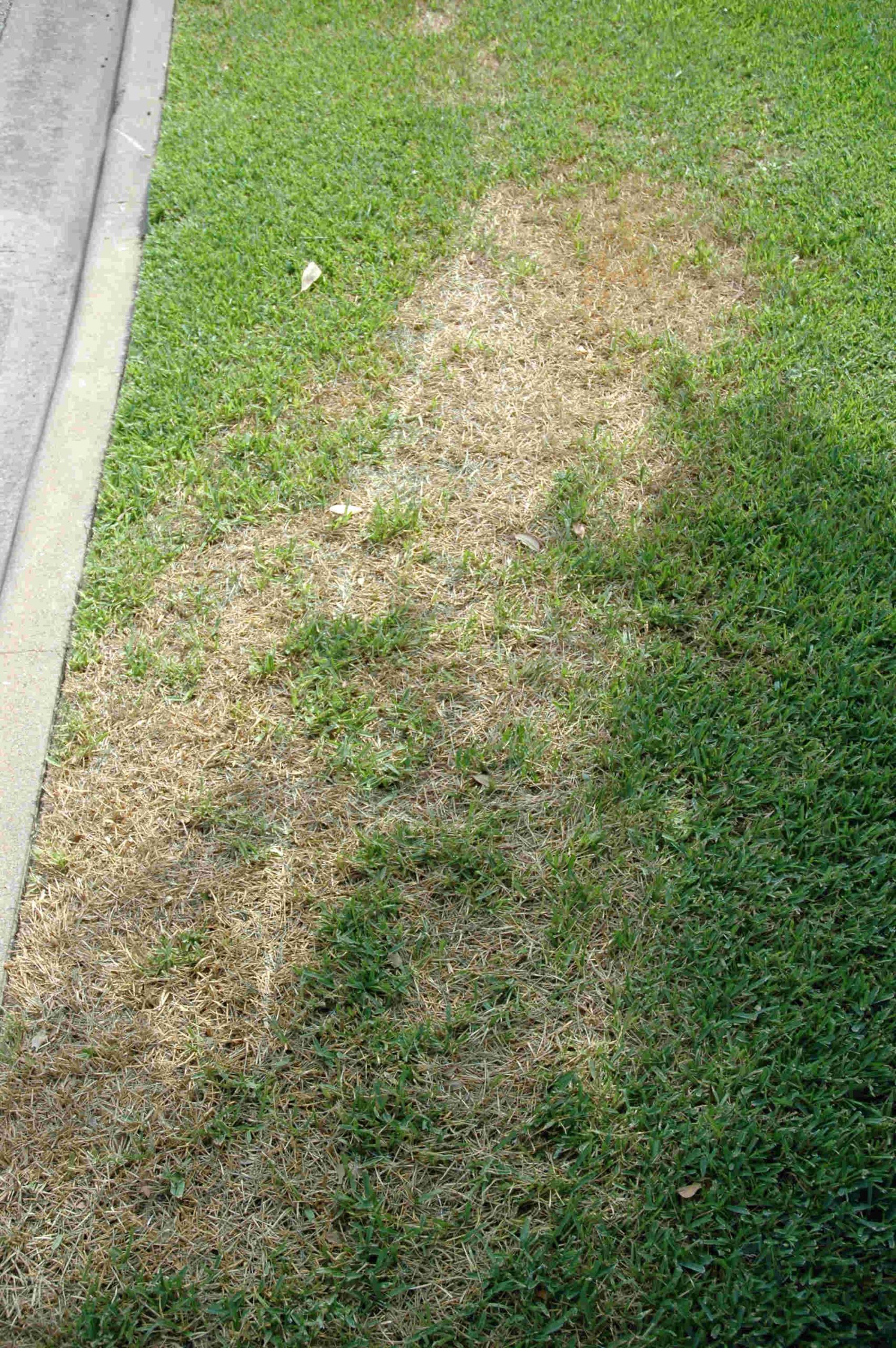 how to identify brown patch fungus vs chinch bug damage
