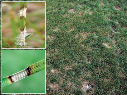 How to Identify Dollar Spot in Fescue Grass