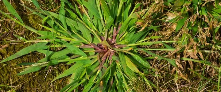 Kill Crabgrass Without Killing Your Fescue: A Complete Guide