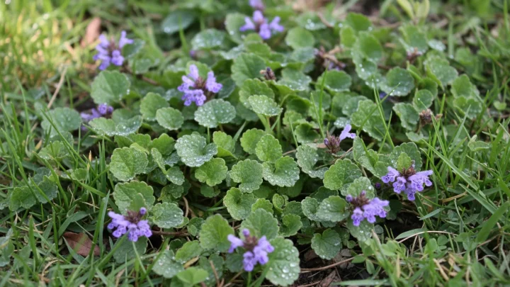 Kill Creeping Charlie Without Harming Your Lawn